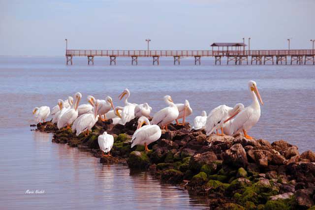Rockport-Fulton, Texas